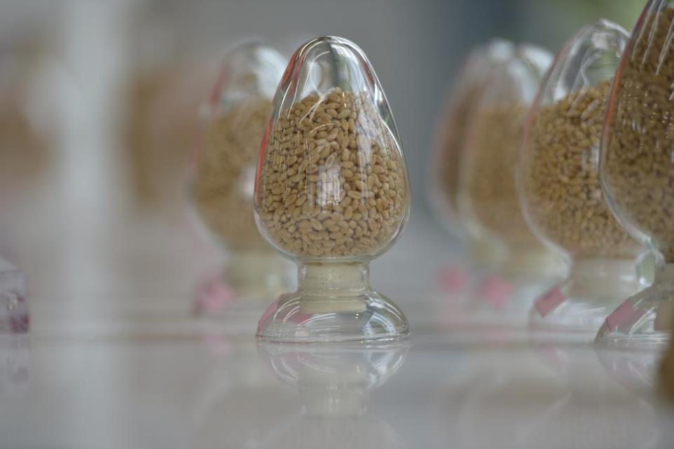 產(chǎn)糧大省連年豐收的“芯片”密碼